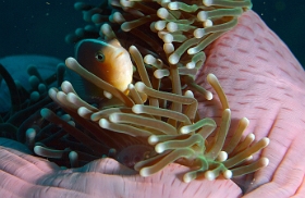 Birmanie - Mergui - 2018 - DSC03074 - Skunk clownfish - Poisson clown a bande dorsale - Amphiprion akallopisos